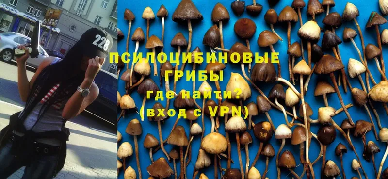 Галлюциногенные грибы Psilocybine cubensis  Рославль 